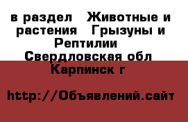  в раздел : Животные и растения » Грызуны и Рептилии . Свердловская обл.,Карпинск г.
